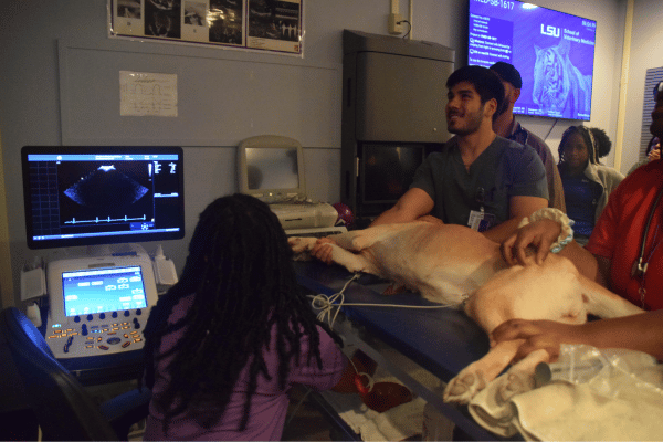 students learning about cardiology and ultrasound