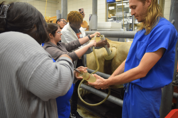 Students extracting ruminal contents from a fistulated cow