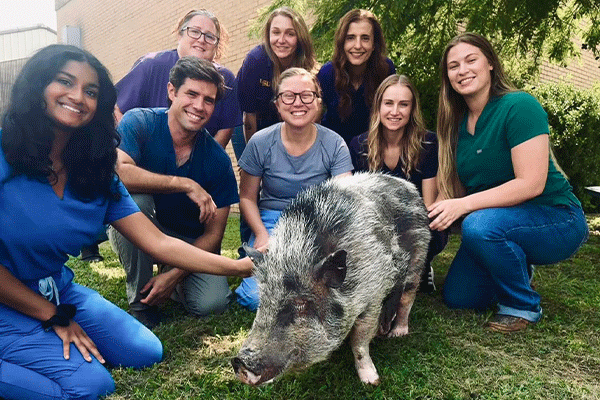 Food Animal Service team with Moo, a black and grey pig