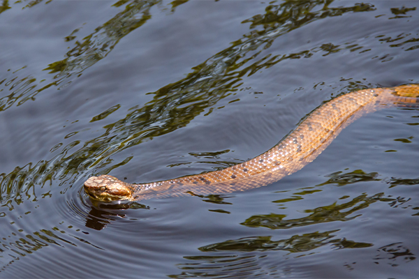 cottonmouth