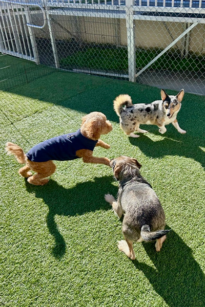three dogs playing in the dog daycare yard
