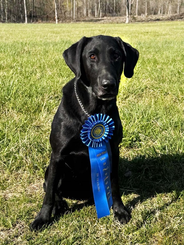 Jeaux, a black Labrador retriever