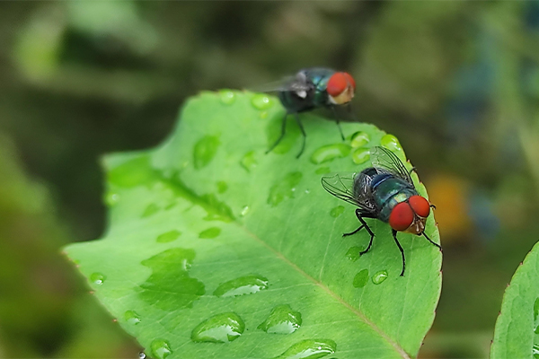 screwworm_fly