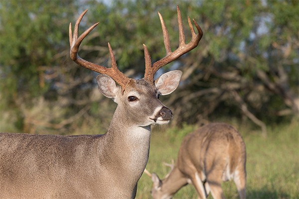 white-tailed-deer