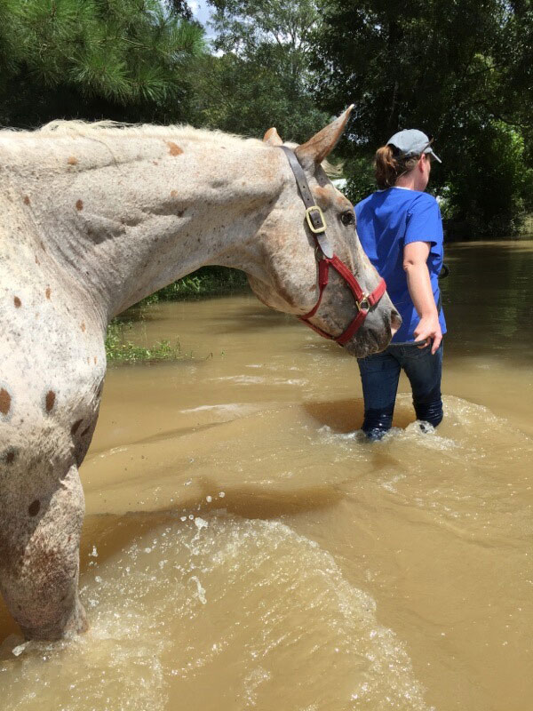 Dr. Laura Riggs walks horse out of flood water