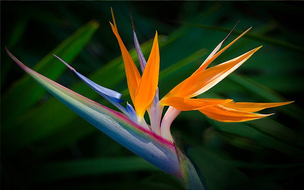 bird of paradise