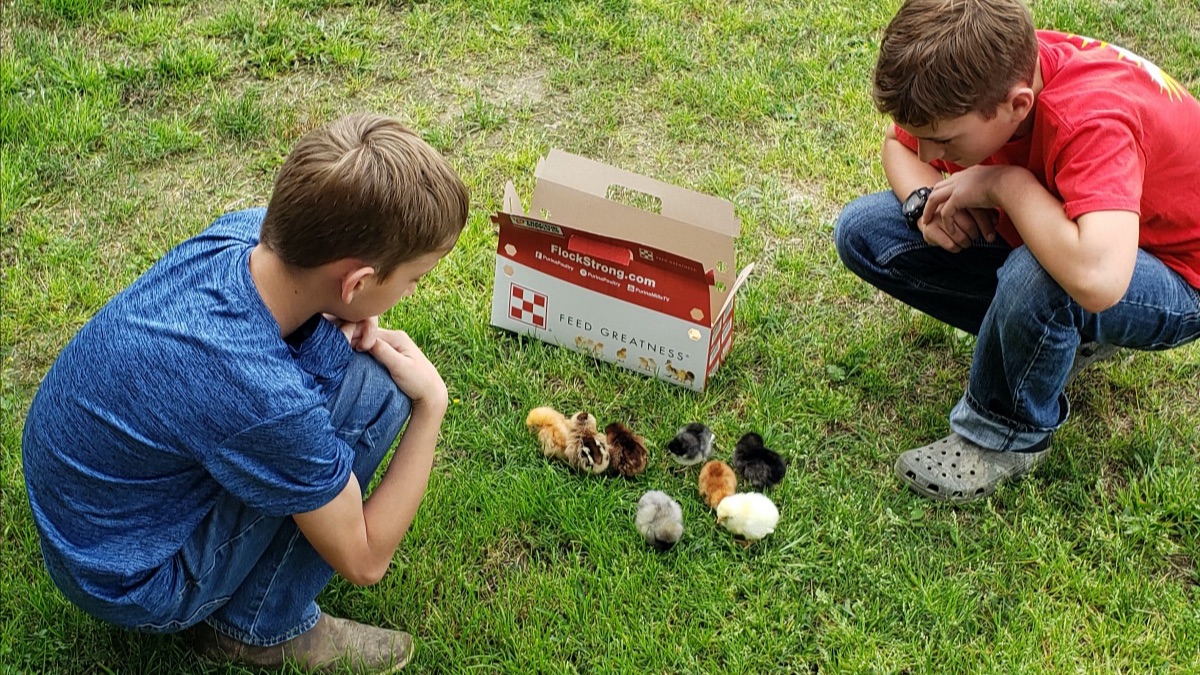 Harvey and Henry Prejean, 4-H members in Allen Parish