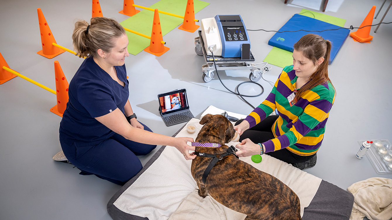 LSU veterinary medicine students