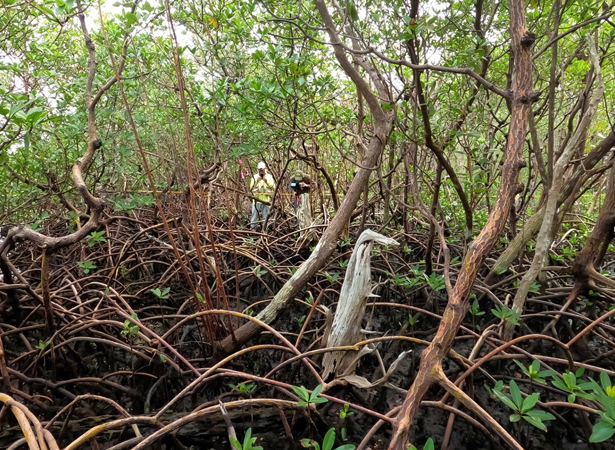 Using LiDAR to measure red mangrove prop root systems